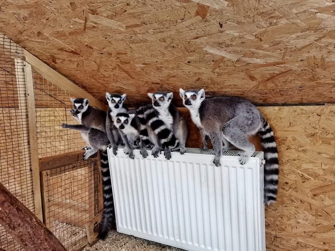 "Зоопарк евакуювати неможливо": як живуть екзотичні тварини під час війни в Україні (фото)