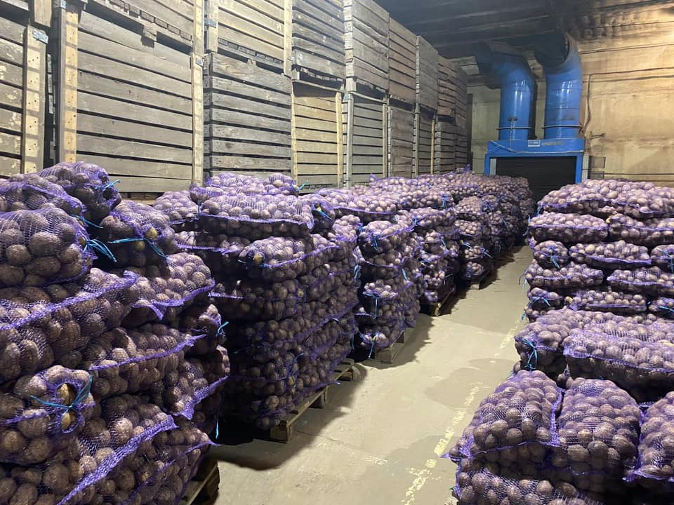 Когда надо копать картофель, чтобы он точно долежал до весны: советы украинцам