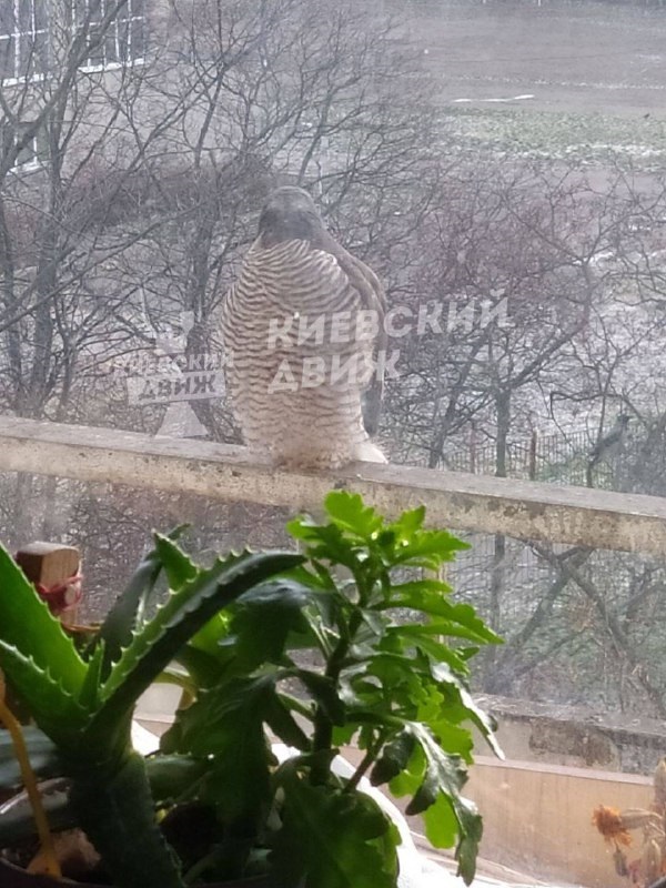 В Киеве заметили хищника, заглядывающего в окна в поисках пищи (фото)