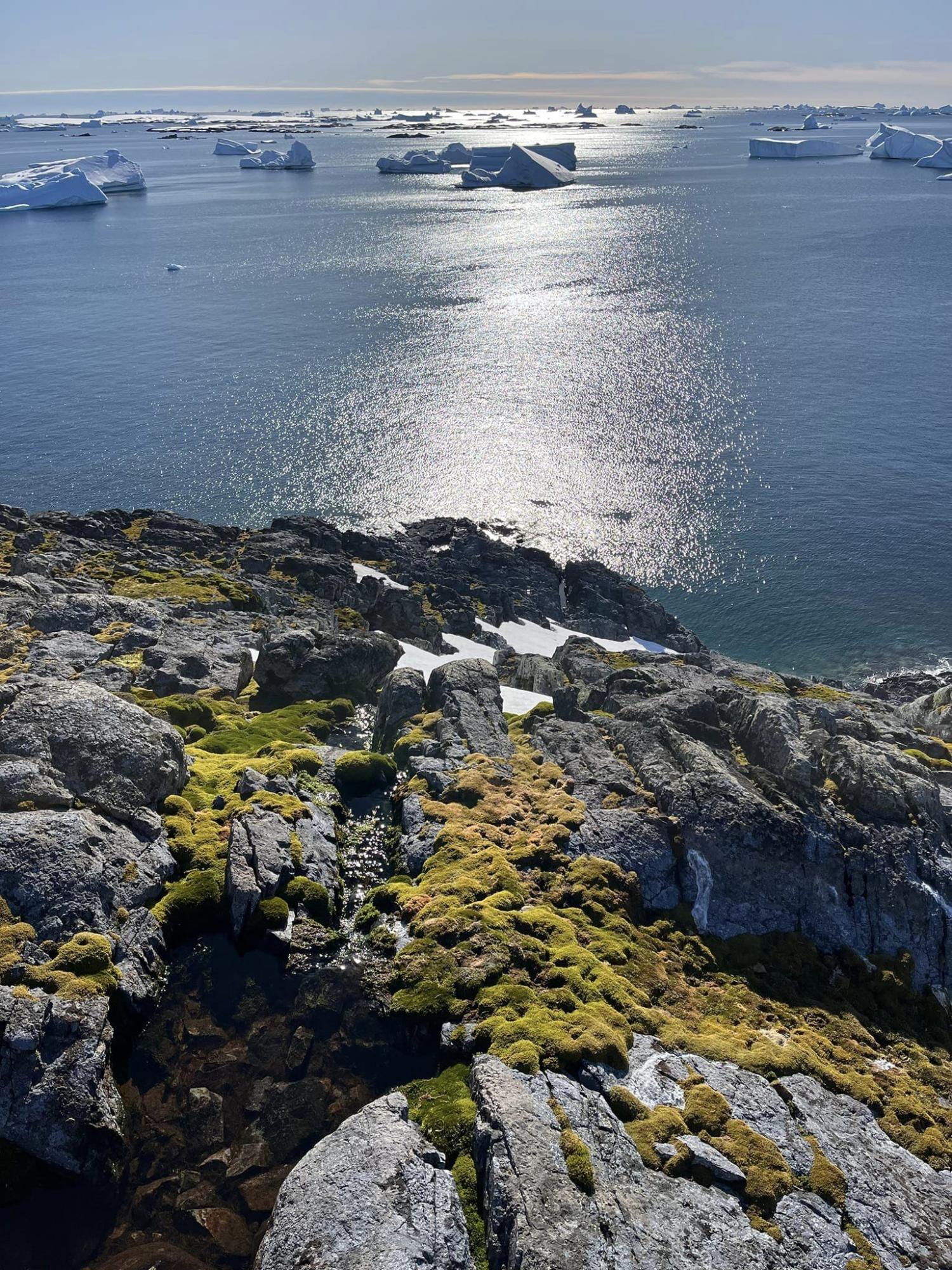 Українські полярники показали зелене літо в Антарктиці: захоплюючі фото природи