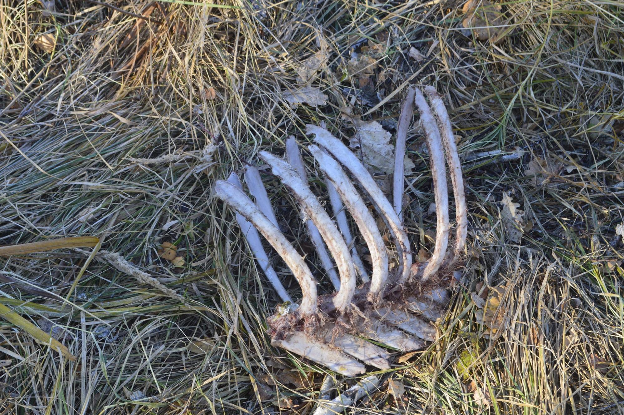 В Чернобыле медведь сломал хребет оленю (фото)