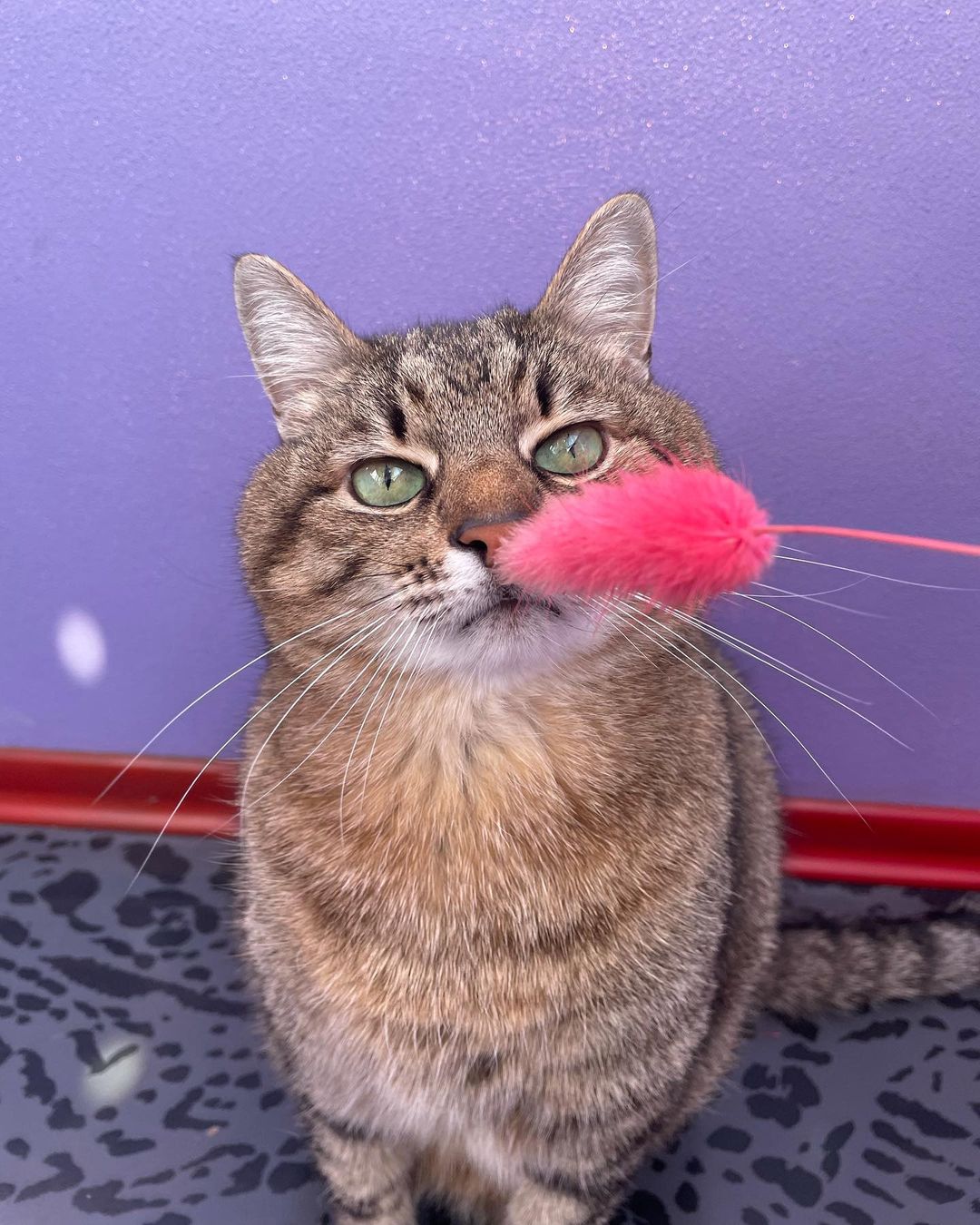 Животные, которые стали во время войны талисманами: кто останется в нашей памяти навсегда