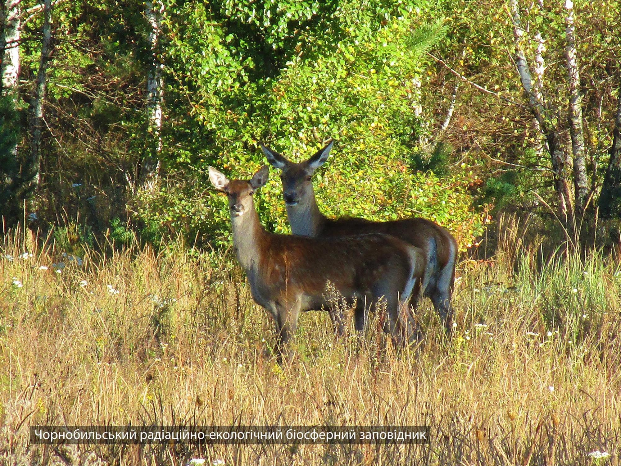 В Чернобыле в кадр попали редкие животные: самые красочные фото с зоны отчуждения