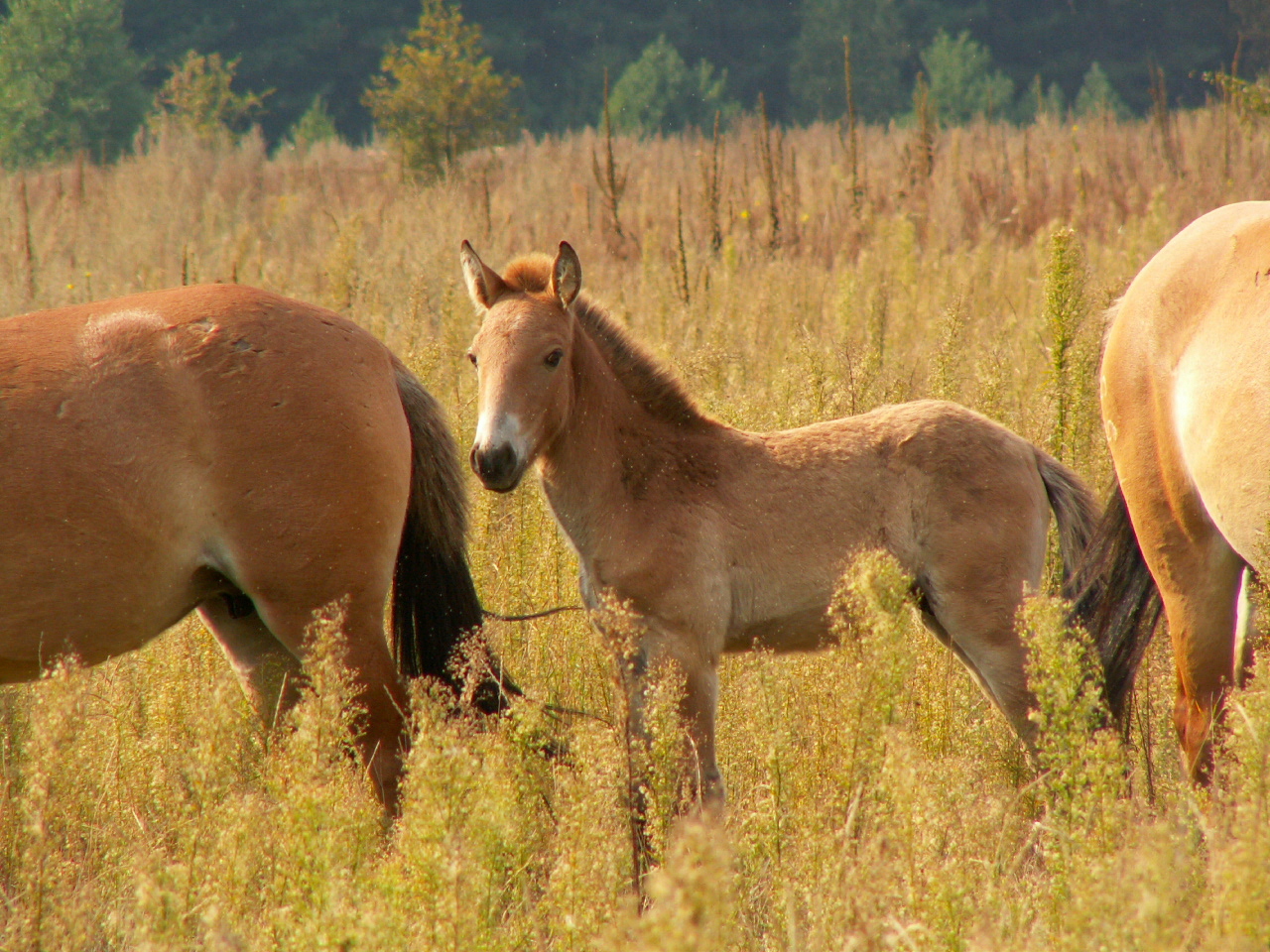 У Чорнобильському заповіднику з'явилося стадо коней Пржевальського: фото з висоти пташиного польоту
