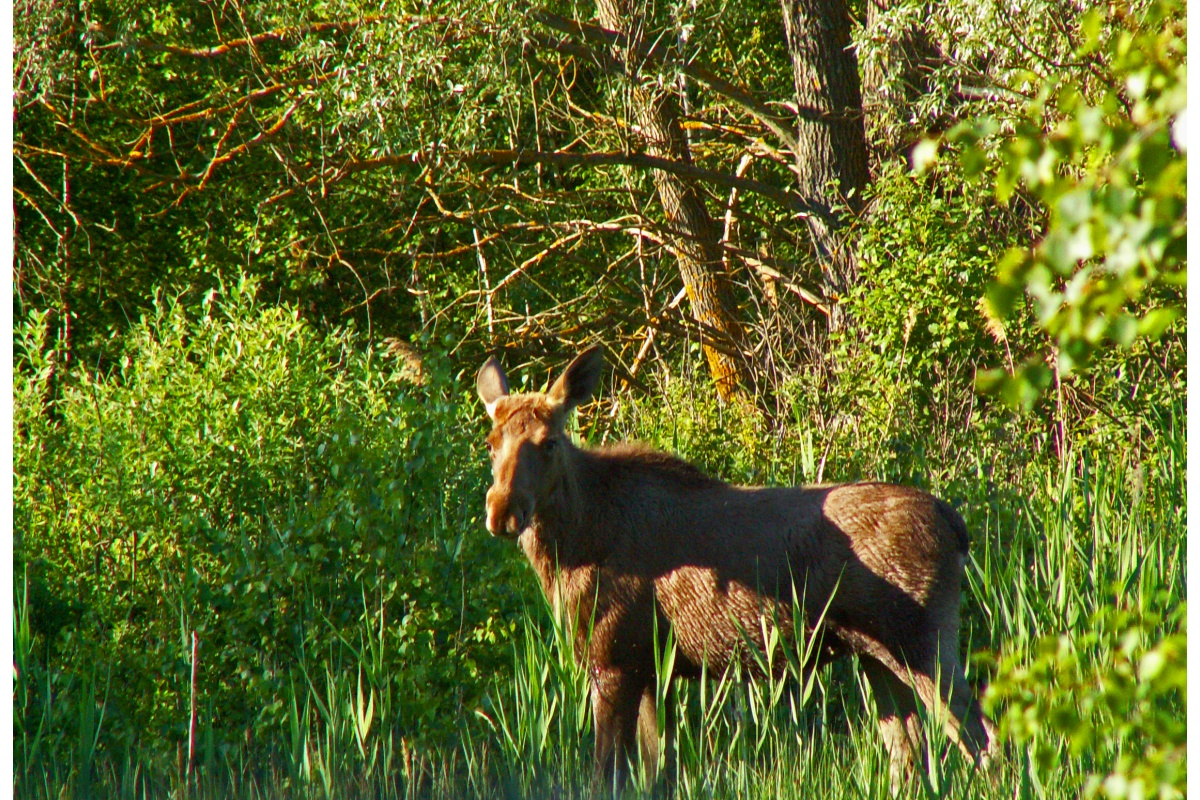 Схожі як дві краплі води: у Чорнобилі виявили унікальних лосів-двійнят (фото)