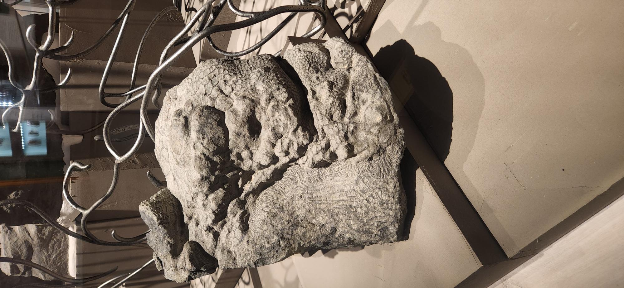 Знахідка одна на мільярд! Вчені показали рідкісного броньованого динозавра із шипами (фото)