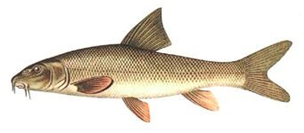 Яку рибу не можна ловити в Україні: штраф до 48 тисяч гривень!