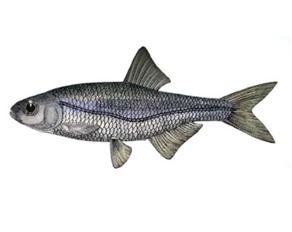 Яку рибу не можна ловити в Україні: штраф до 48 тисяч гривень!