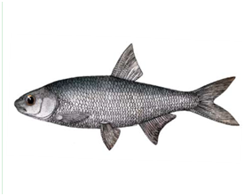 Яку рибу не можна ловити в Україні: штраф до 48 тисяч гривень!