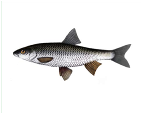 Яку рибу не можна ловити в Україні: штраф до 48 тисяч гривень!