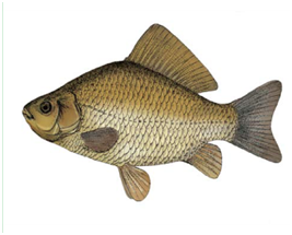 Яку рибу не можна ловити в Україні: штраф до 48 тисяч гривень!