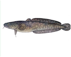 Яку рибу не можна ловити в Україні: штраф до 48 тисяч гривень!