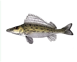 Яку рибу не можна ловити в Україні: штраф до 48 тисяч гривень!