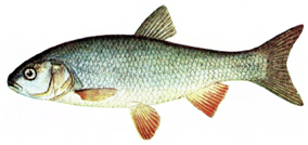 Яку рибу не можна ловити в Україні: штраф до 48 тисяч гривень!