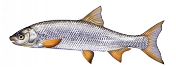 Яку рибу не можна ловити в Україні: штраф до 48 тисяч гривень!