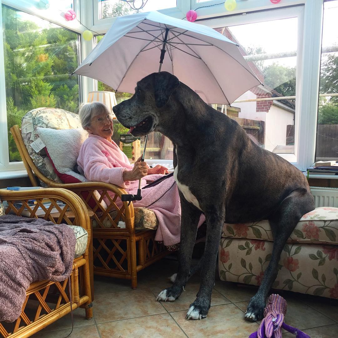 Смотрите на самую высокую собаку в мире, которая больше похожа на коня