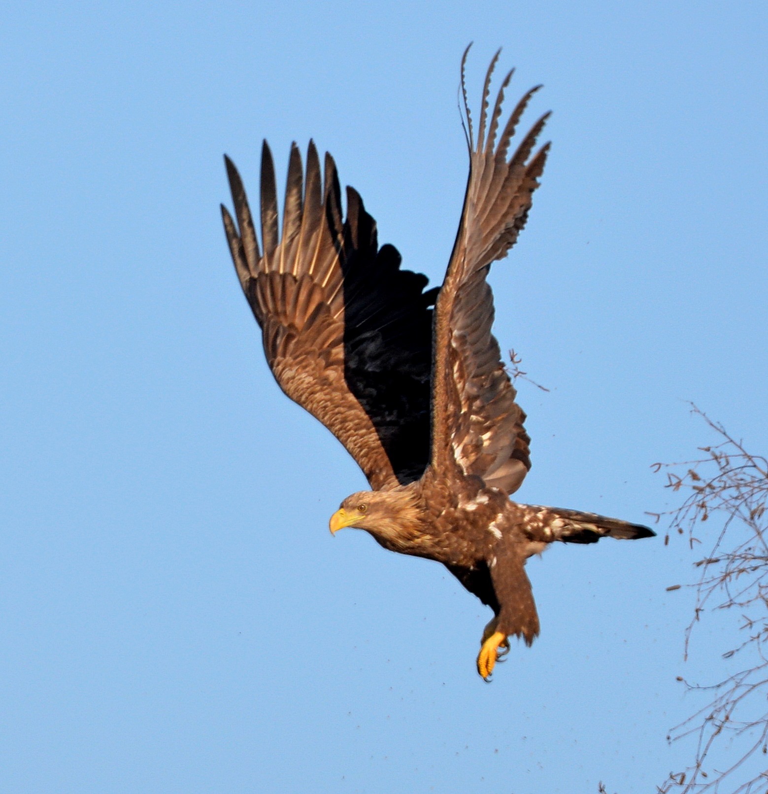 Лакомятся рыбой и охотятся на черных аистов: в Чернобыле растет популяция краснокнижных орланов