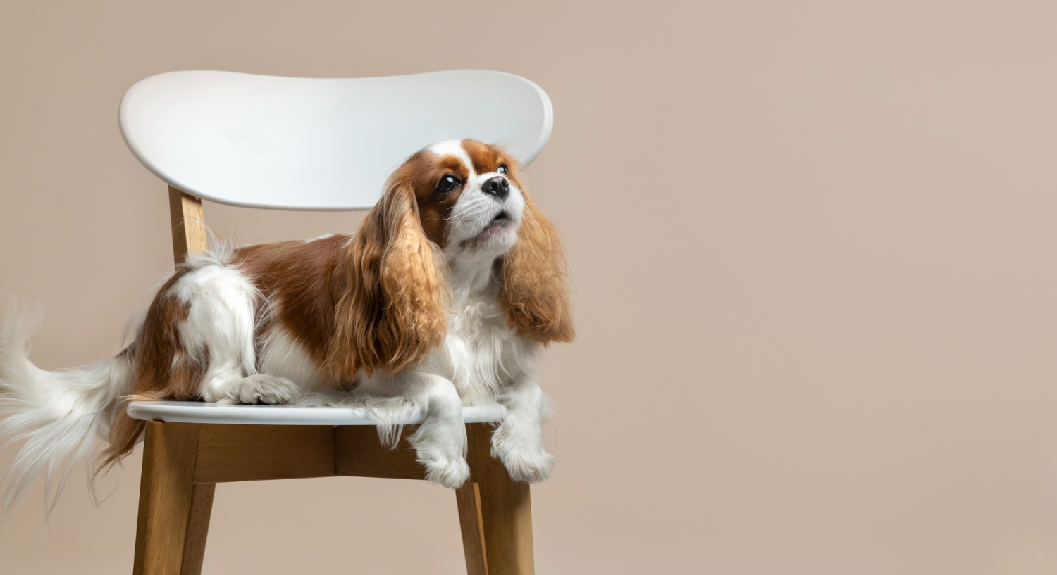 Не так лень, как неохота: 5 самых ленивых пород собак