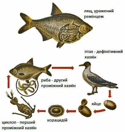 У Черкасах риба заразилася черв'яками: як вберегтися і не з'їсти паразита (фото)