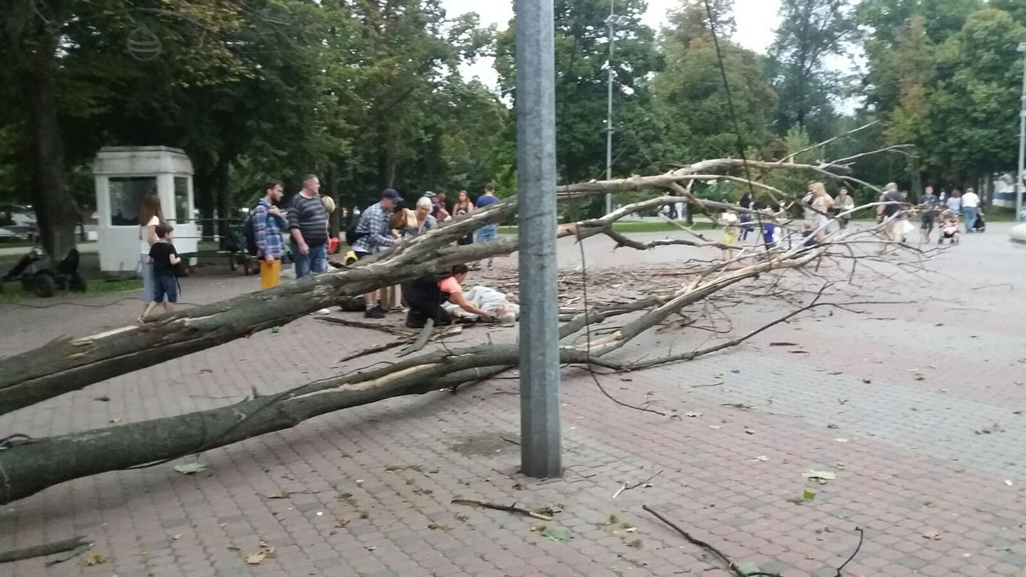 В Днепре сухое дерево упало на мужчину: сломаны обе ноги