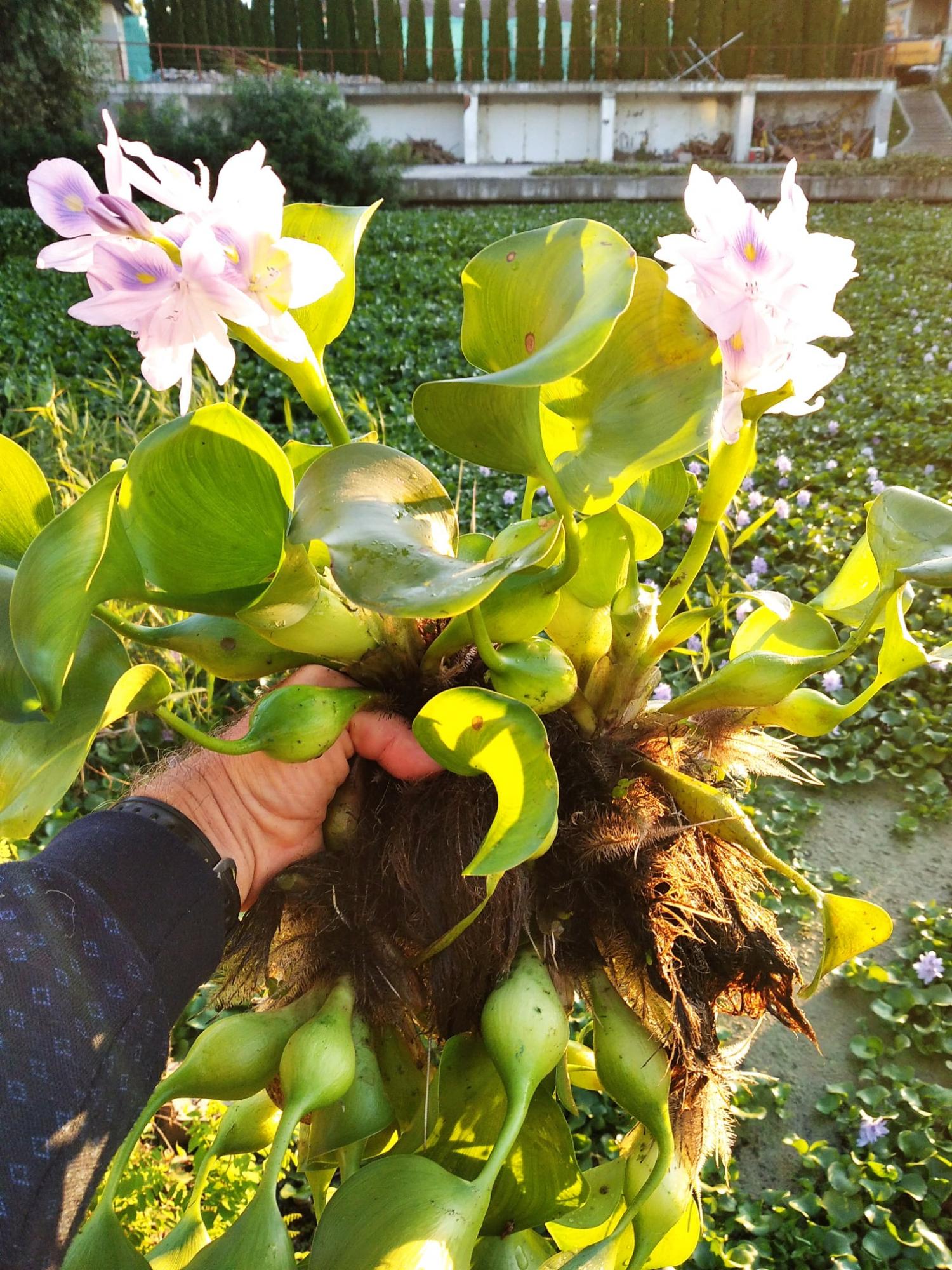 Зеленая чума и корм для гиппопотамов: под Киевом в водоеме обнаружили тропическое растение (фото)