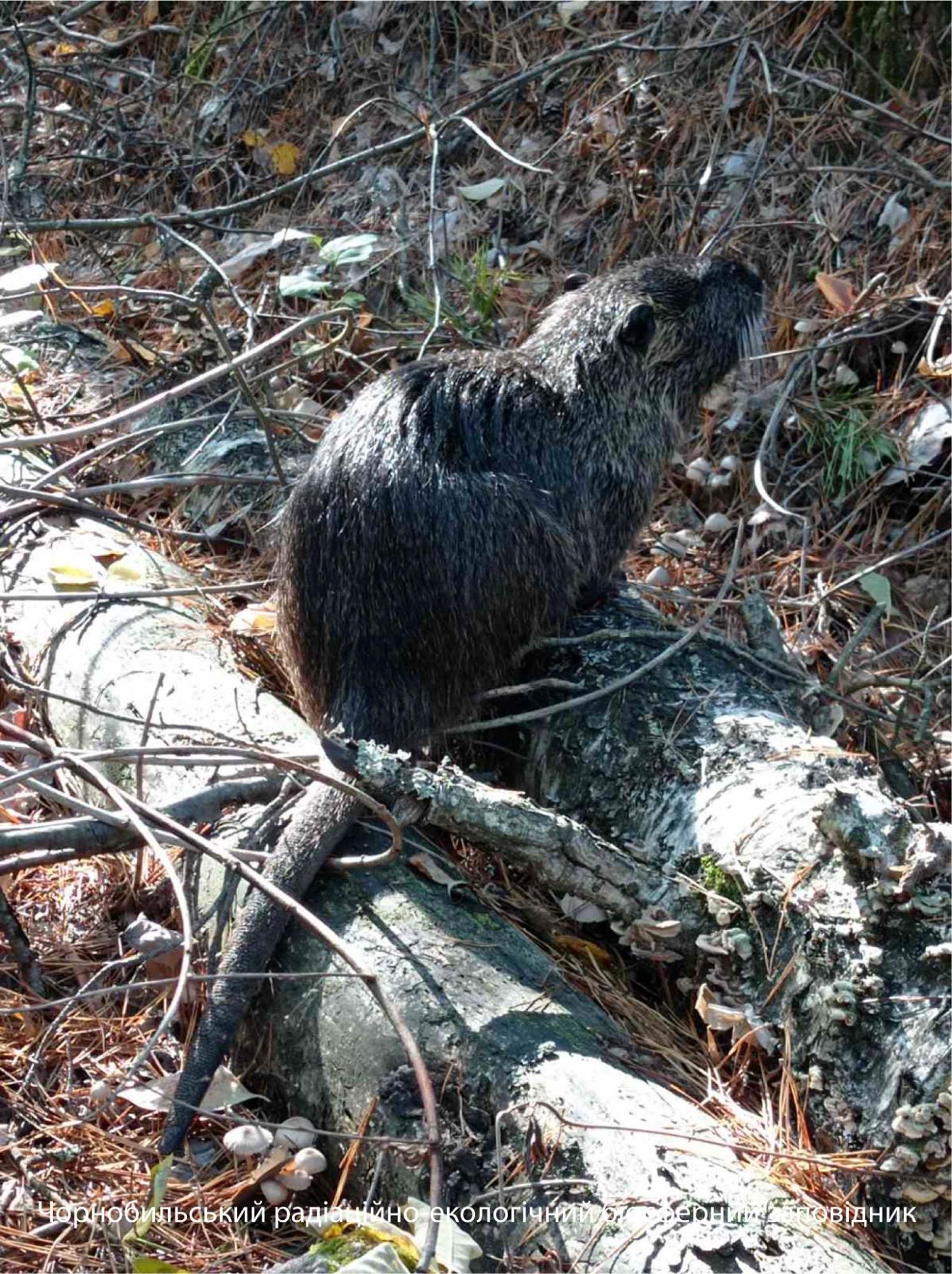 У Чорнобильському заповіднику показали гризуна з Південної Америки: яскраві фото