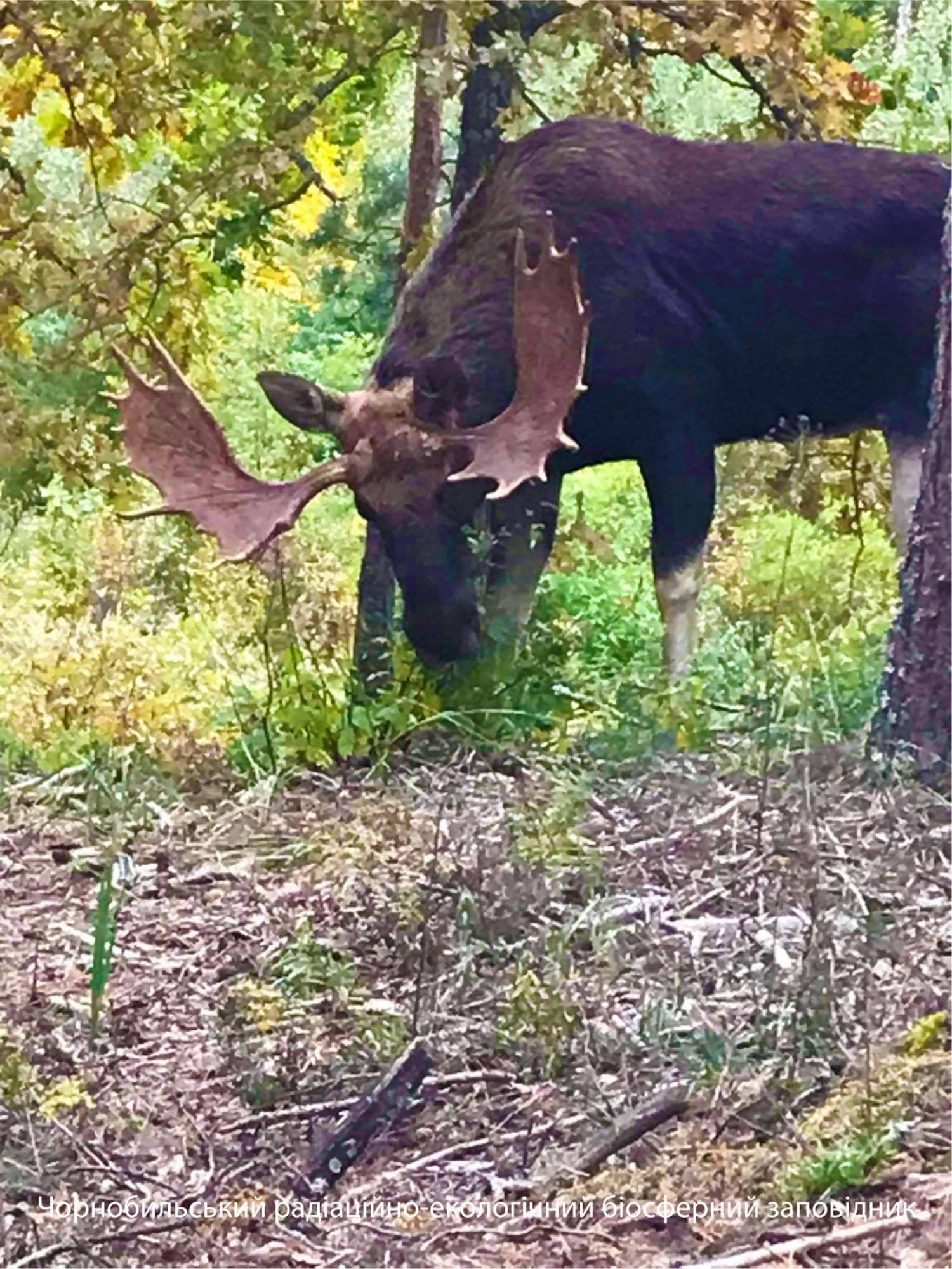 У Чорнобилі показали величну тварину: справжній красень