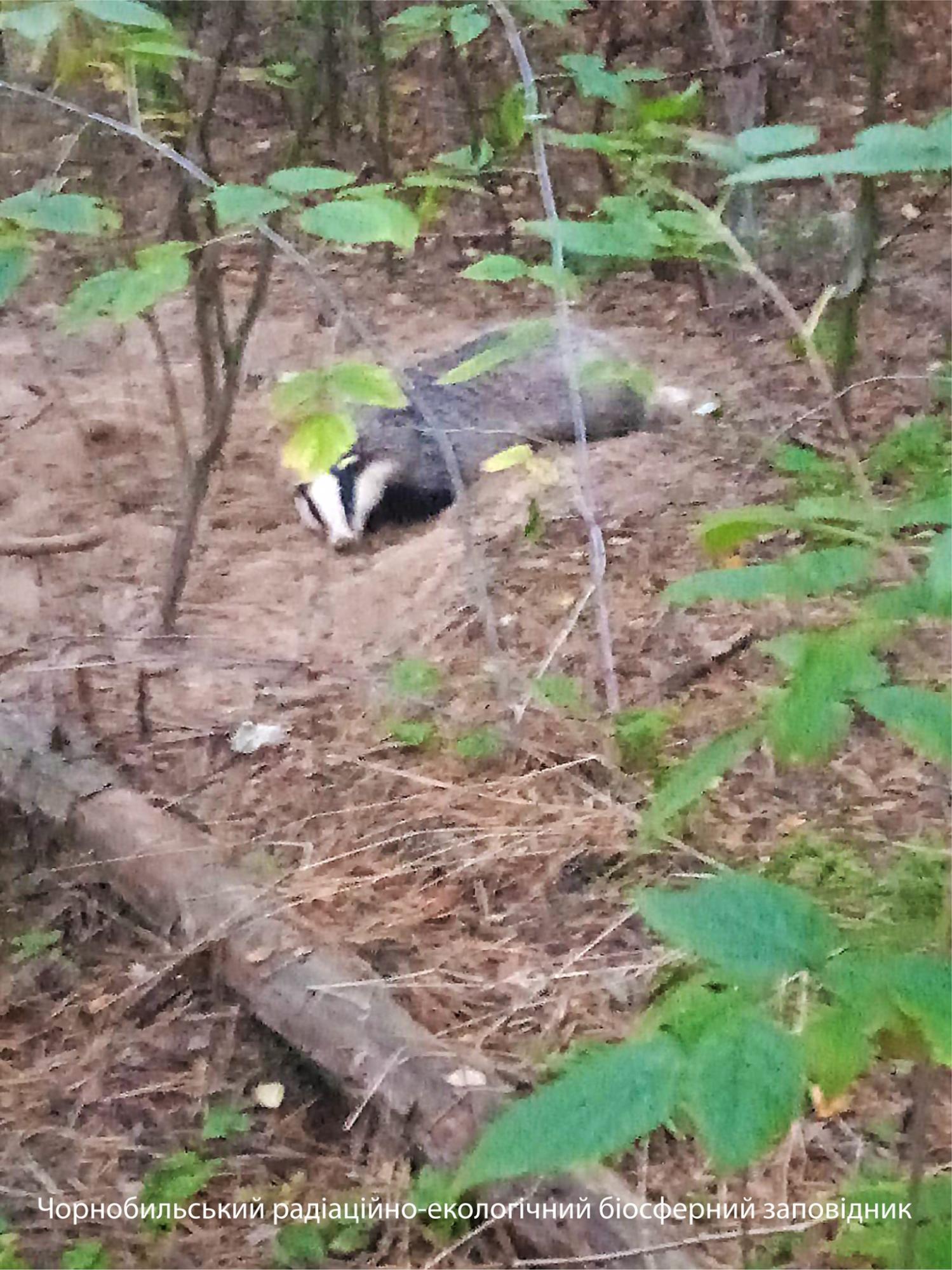 У Чорнобилі показали хижака-любителя "нічного життя": зустріли на дорозі