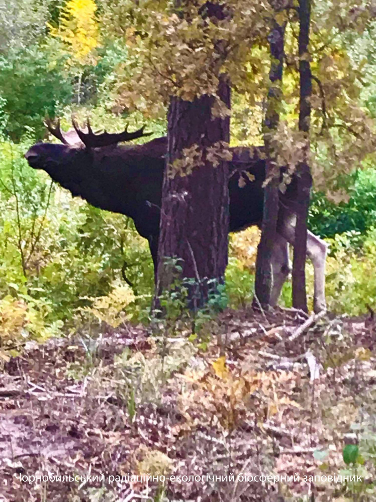 У Чорнобилі показали величну тварину: справжній красень