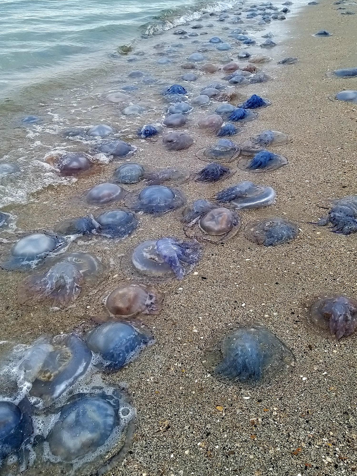 На берег Черного моря под Одессой штормом вынесло около миллиона медуз (фото)