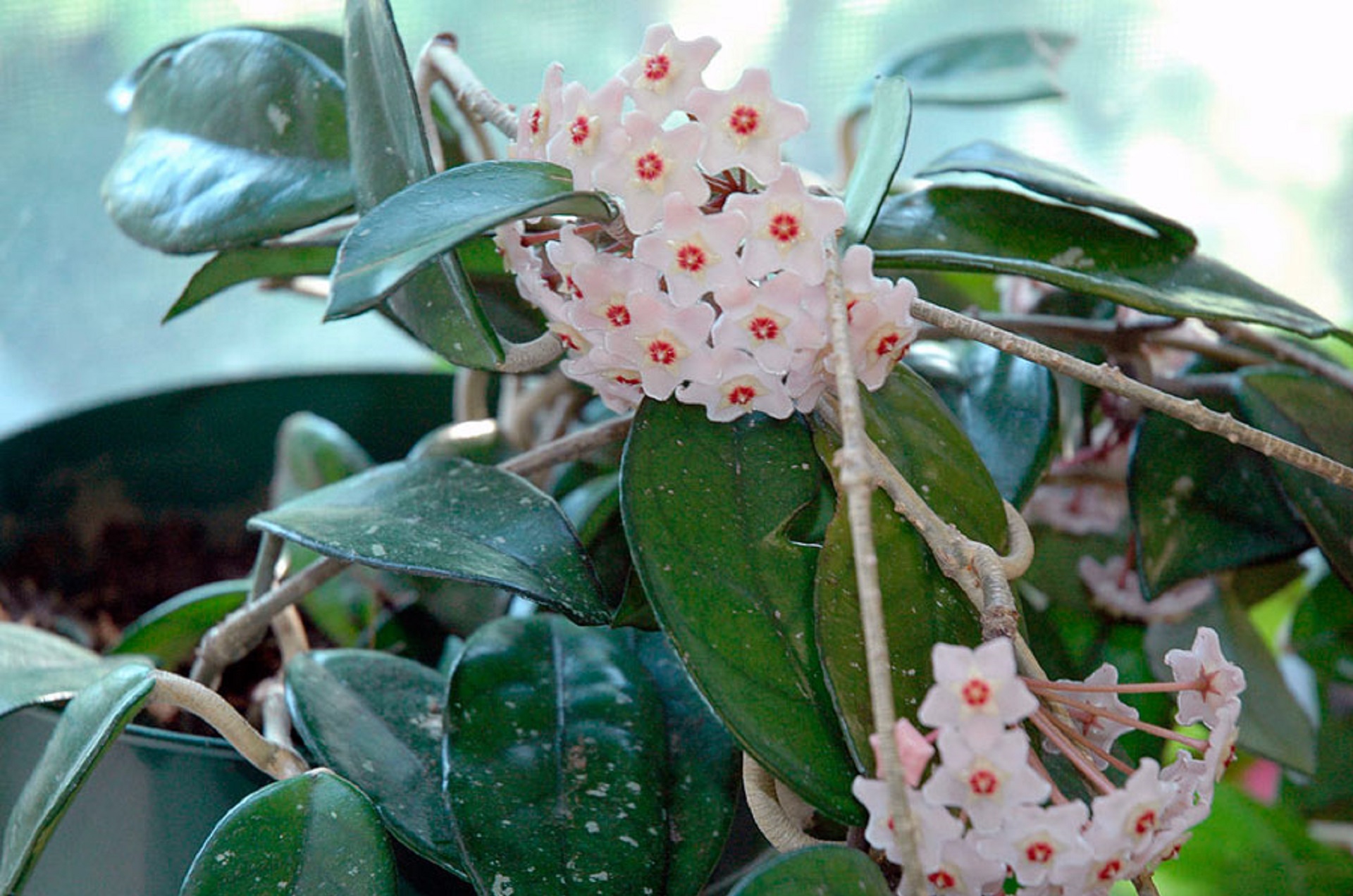 Ці кімнатні рослини принесуть любов і сімейне щастя в вашу оселю