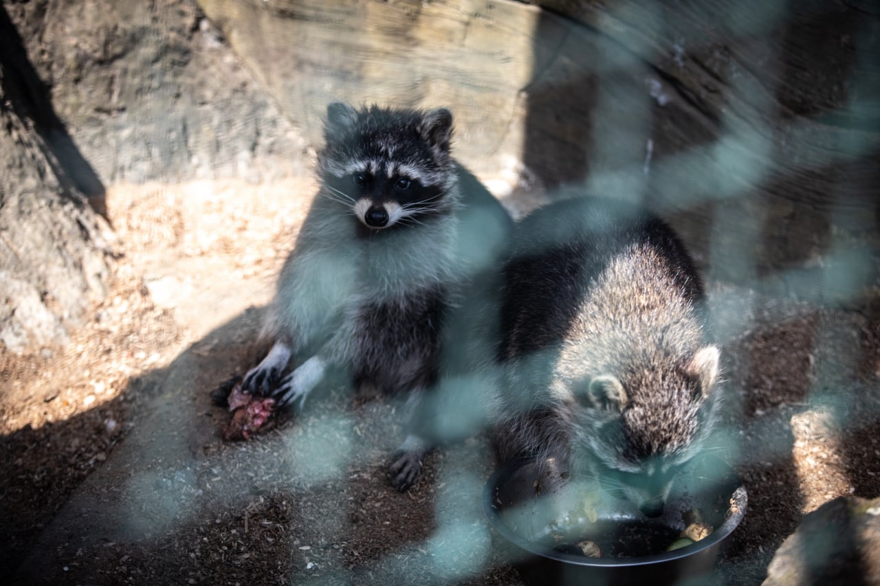 Киевский зоопарк принял беженцев из других зверинцев Украины: невероятно милые фото
