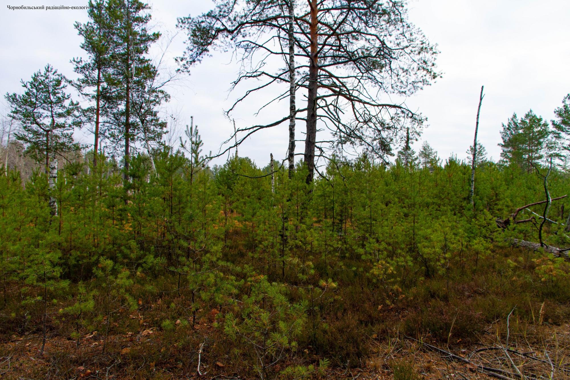 В Чернобыле начали появляться гнезда давно исчезнувших птиц: природа берет свое (фото)