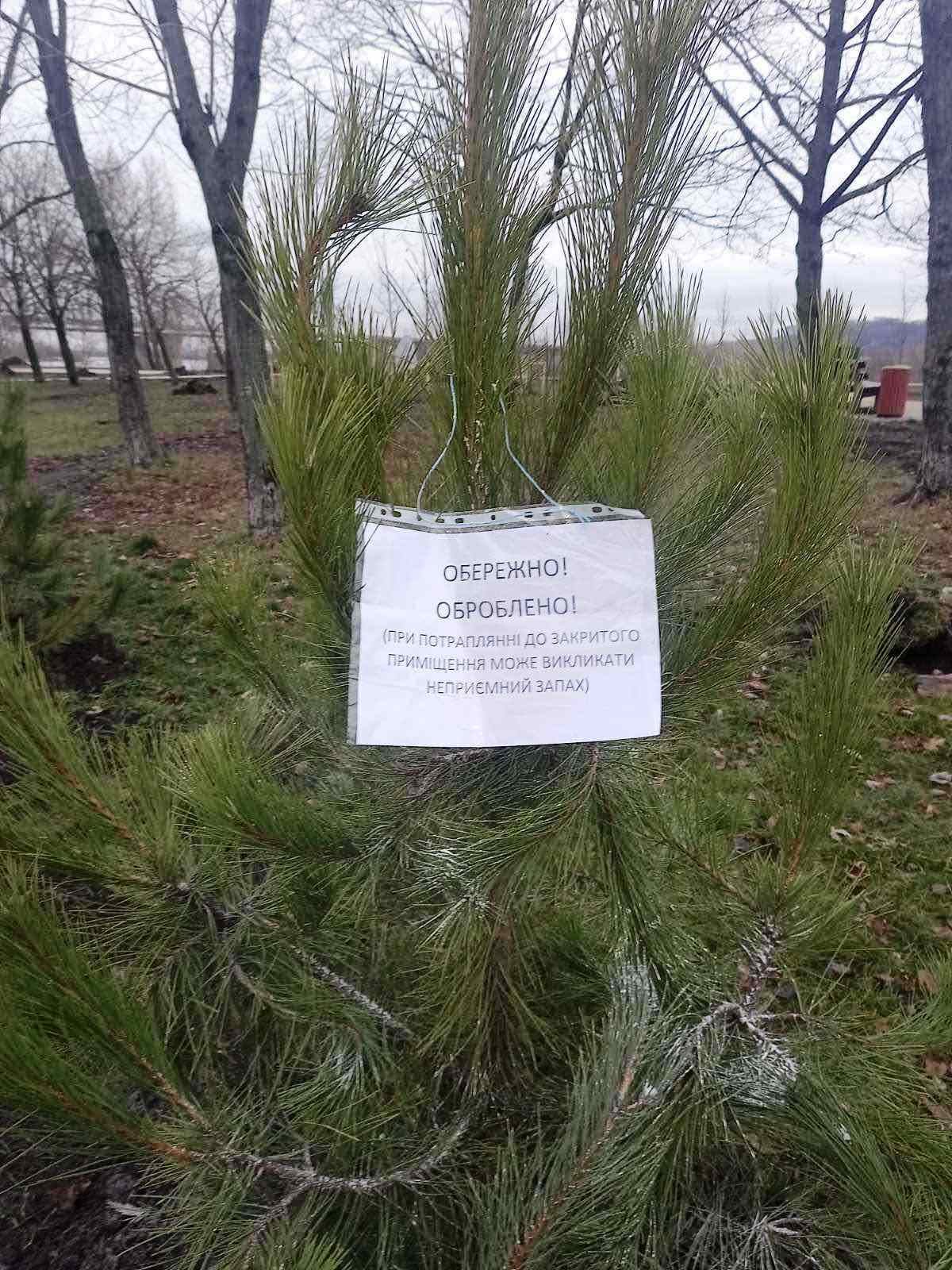 Зрубана в сквері ялинка засмердить всю хату: киян-вандалів вирішили провчити