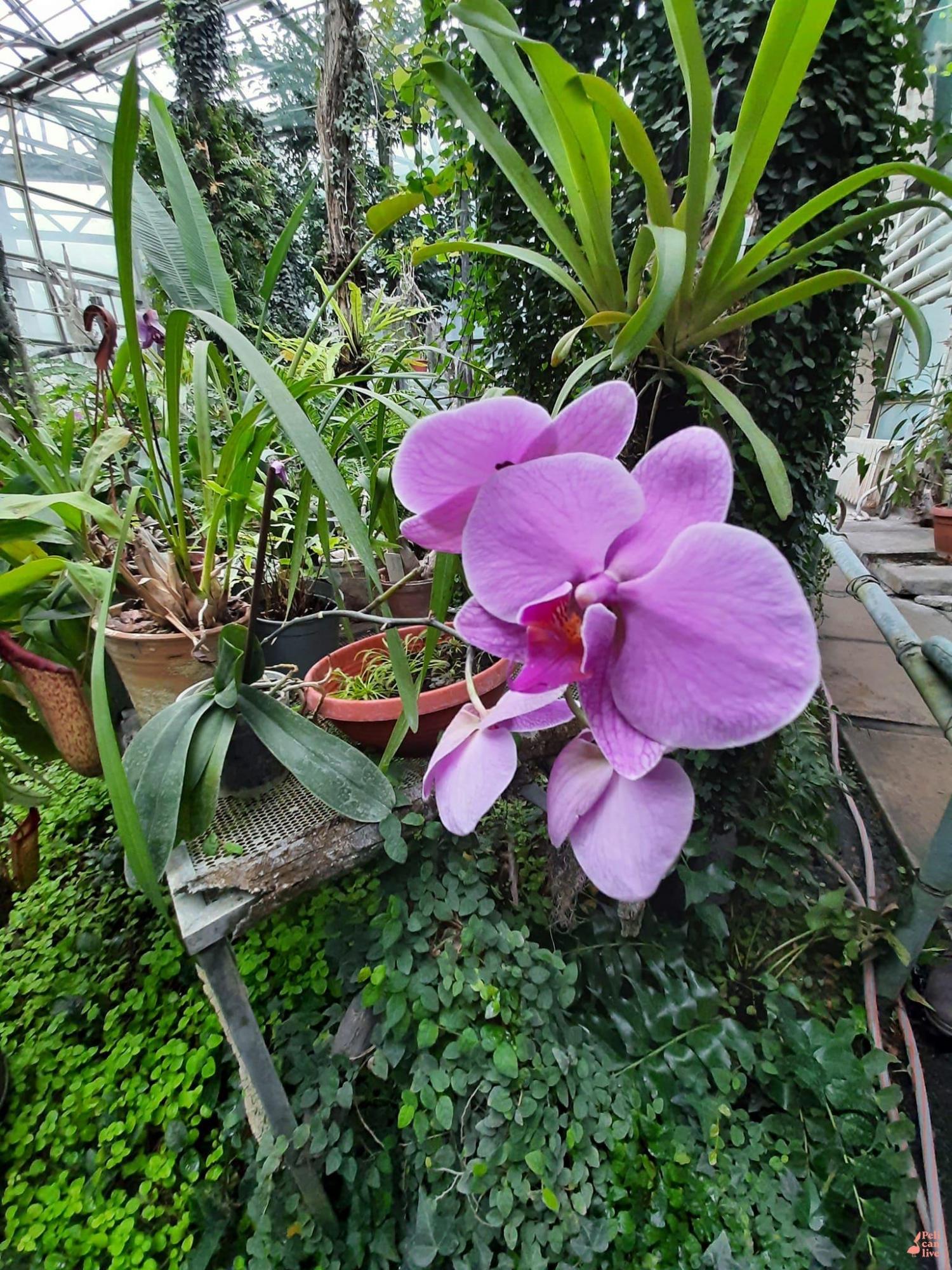 В Ботаническом саду Киева могут погибнуть уникальные растения: что произошло