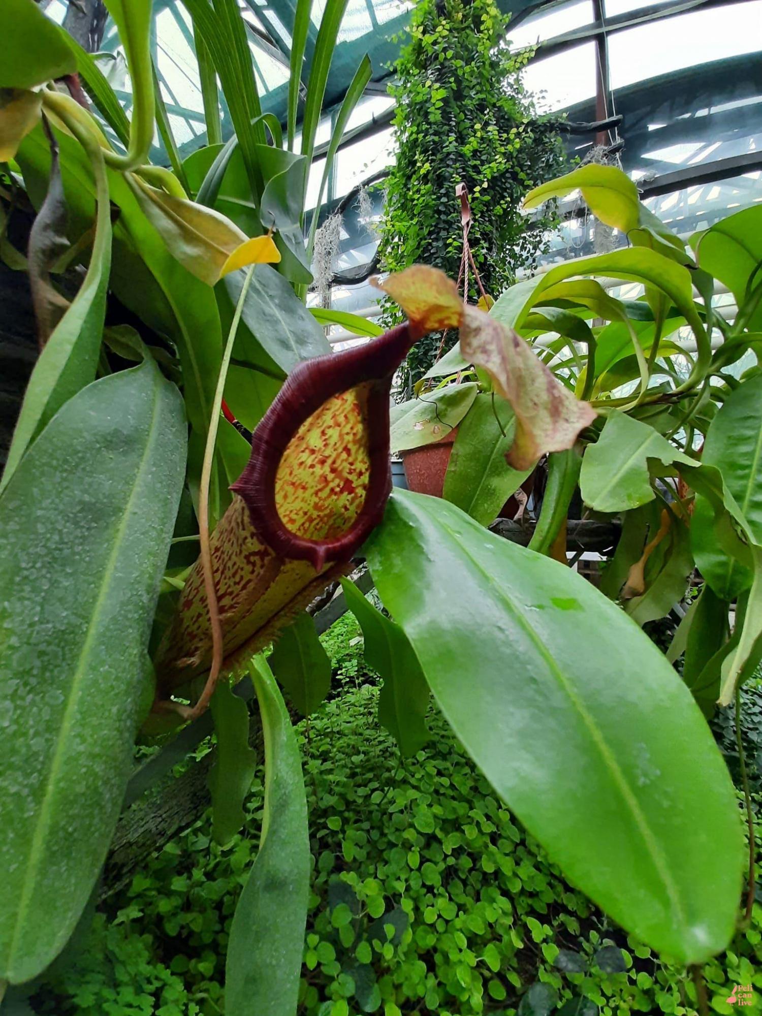 В Ботаническом саду Киева могут погибнуть уникальные растения: что произошло