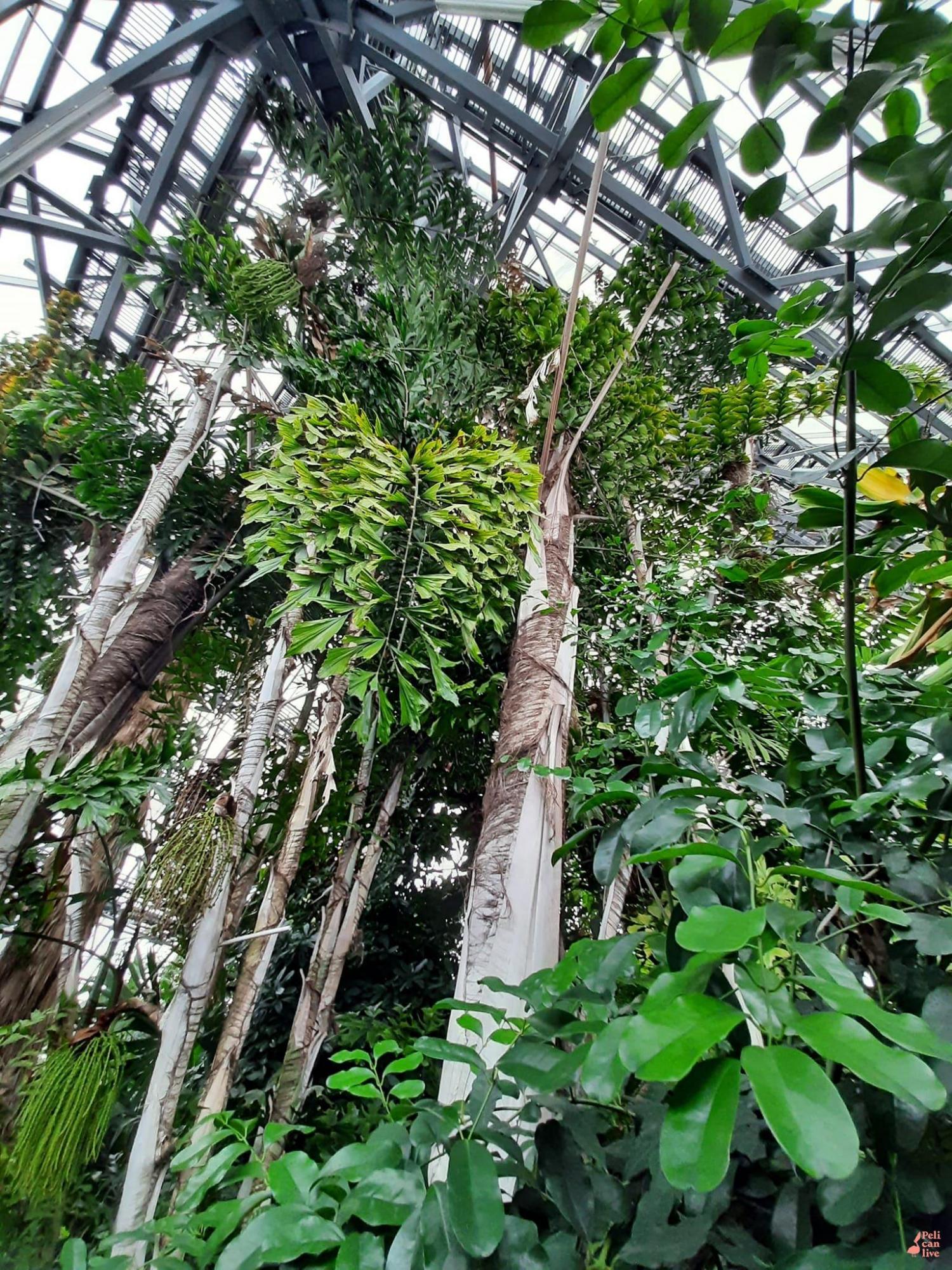 В Ботаническом саду Киева могут погибнуть уникальные растения: что произошло