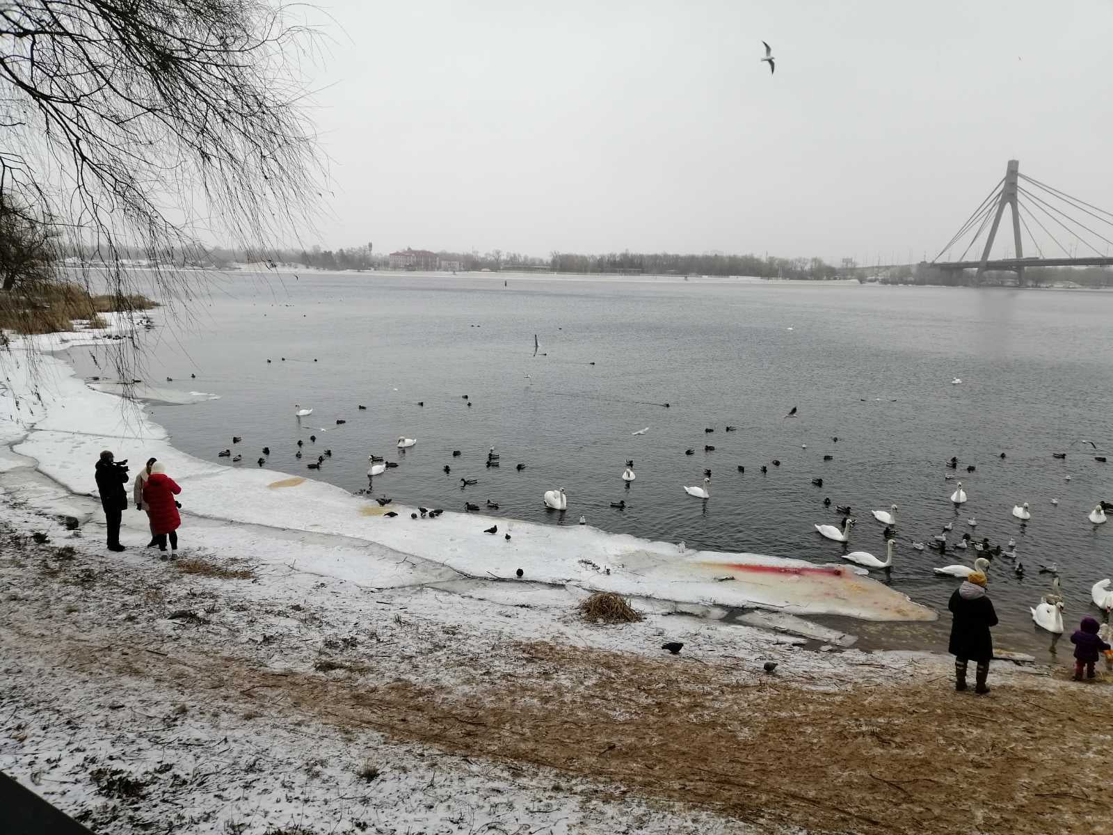 Лебеді в київському парку можуть загинути через їжу, якою їх підгодовують люди