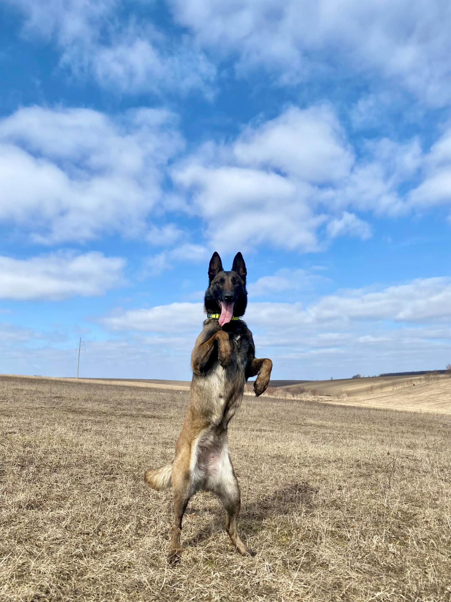 Службовий пес Нацгвардії виграв чемпіонат світу з дресирування: фото красуні