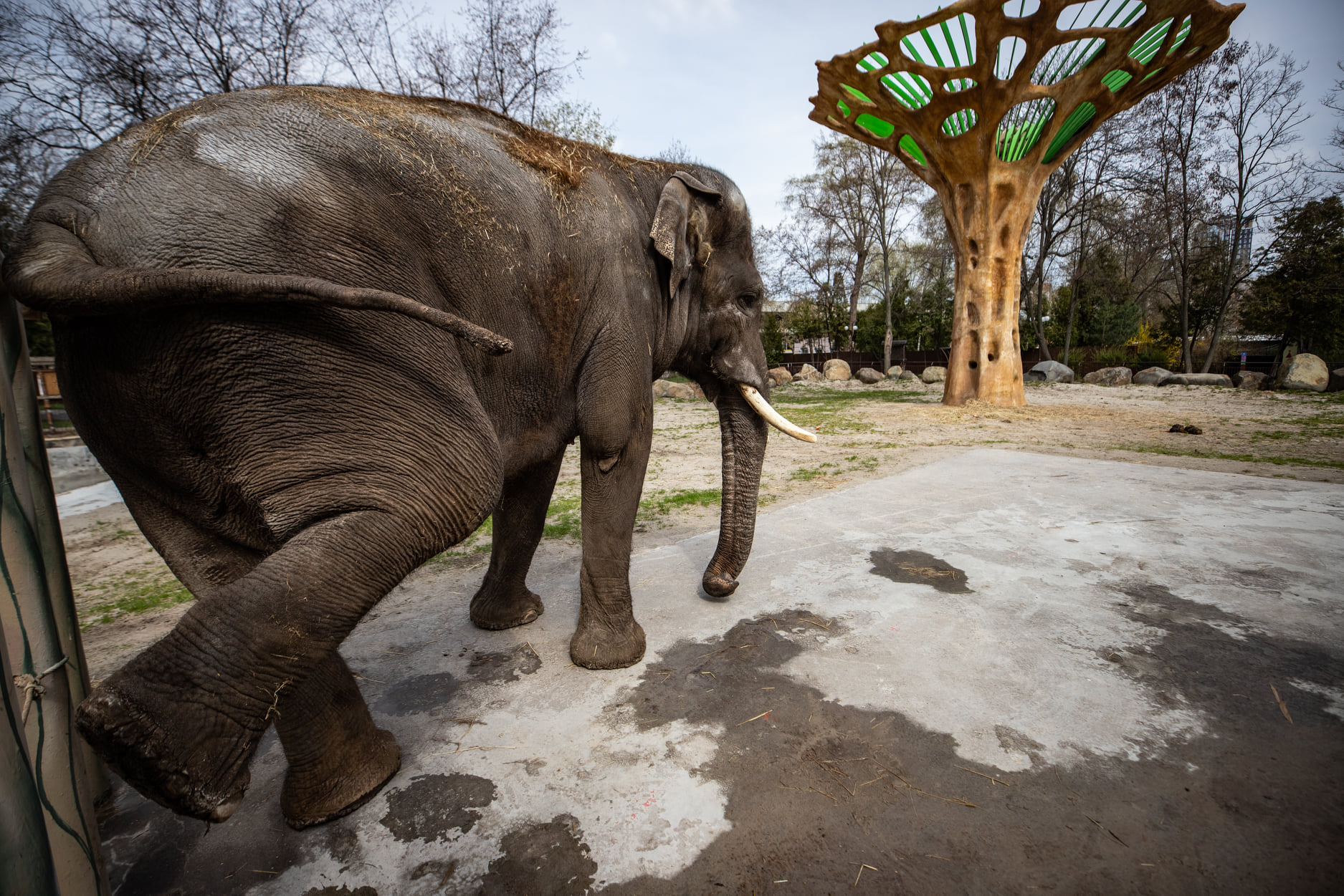 Киевский зоопарк принял беженцев из других зверинцев Украины: невероятно милые фото