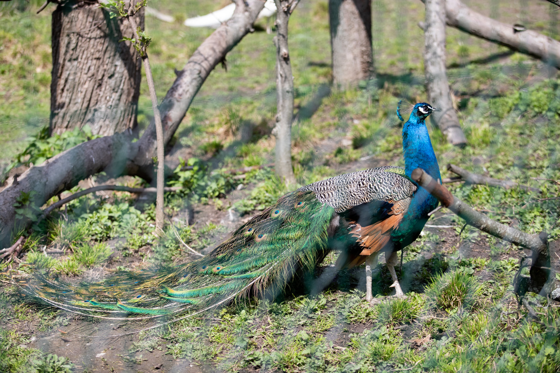 Киевский зоопарк принял беженцев из других зверинцев Украины: невероятно милые фото