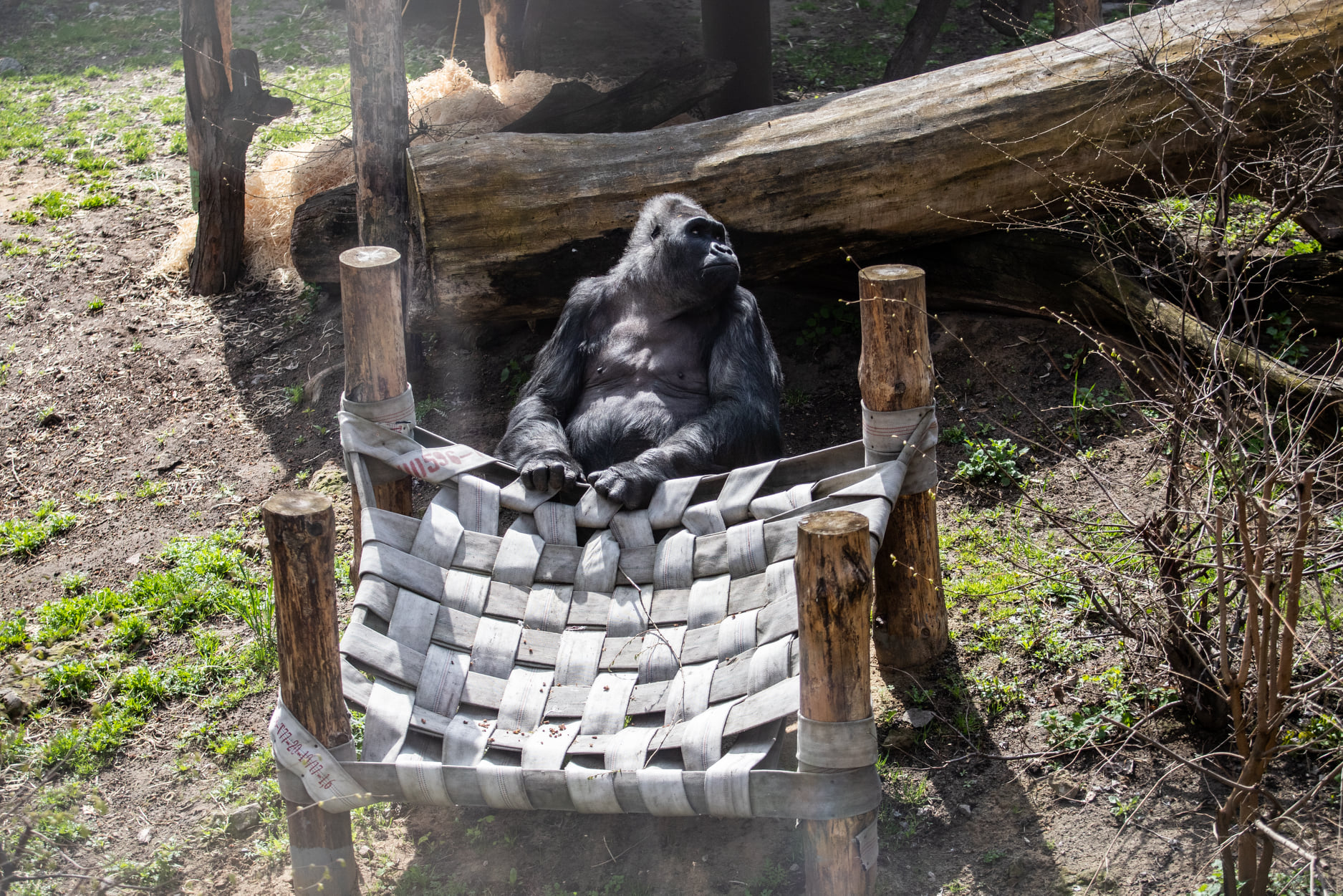 Киевский зоопарк принял беженцев из других зверинцев Украины: невероятно милые фото