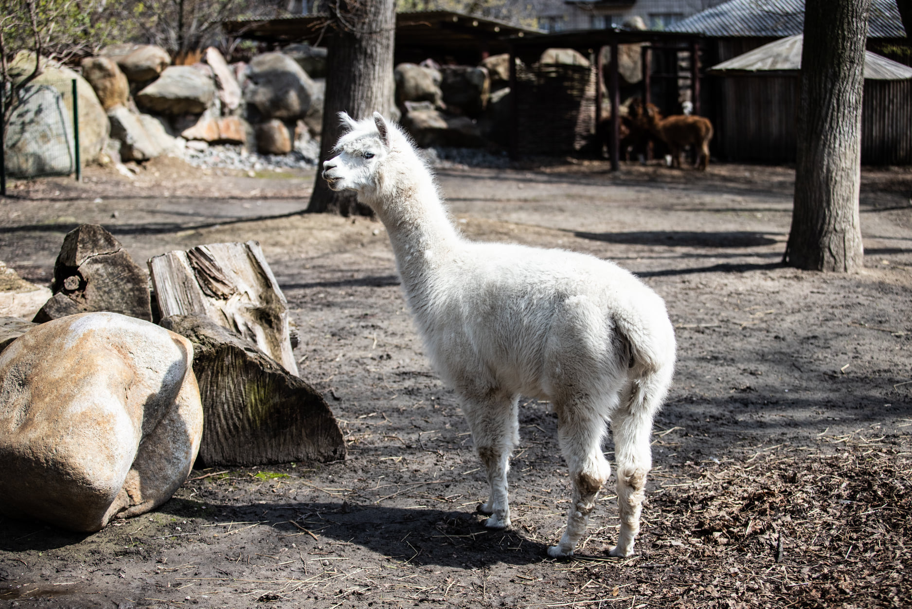 Киевский зоопарк принял беженцев из других зверинцев Украины: невероятно милые фото