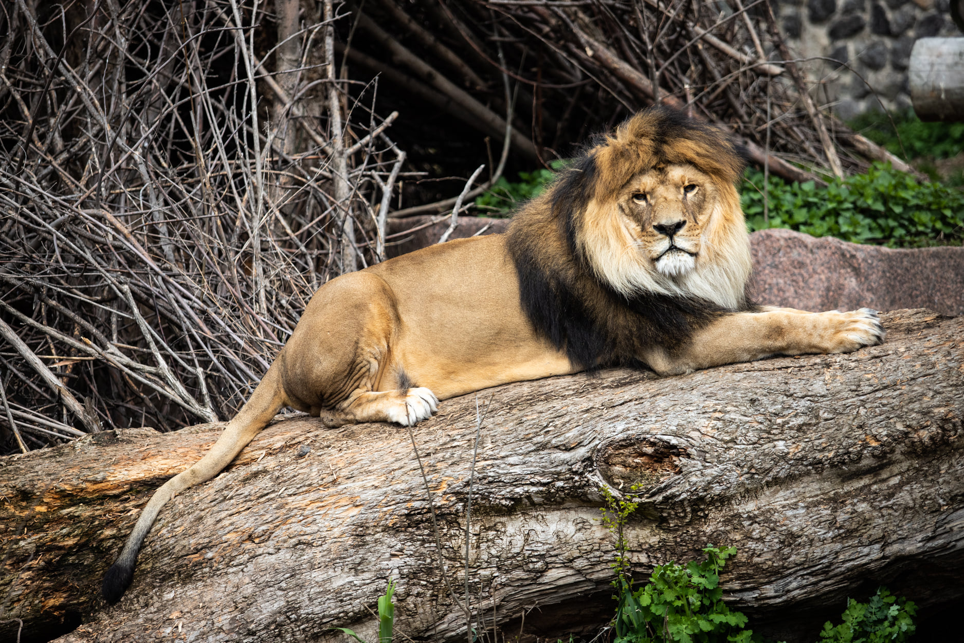 Киевский зоопарк принял беженцев из других зверинцев Украины: невероятно милые фото