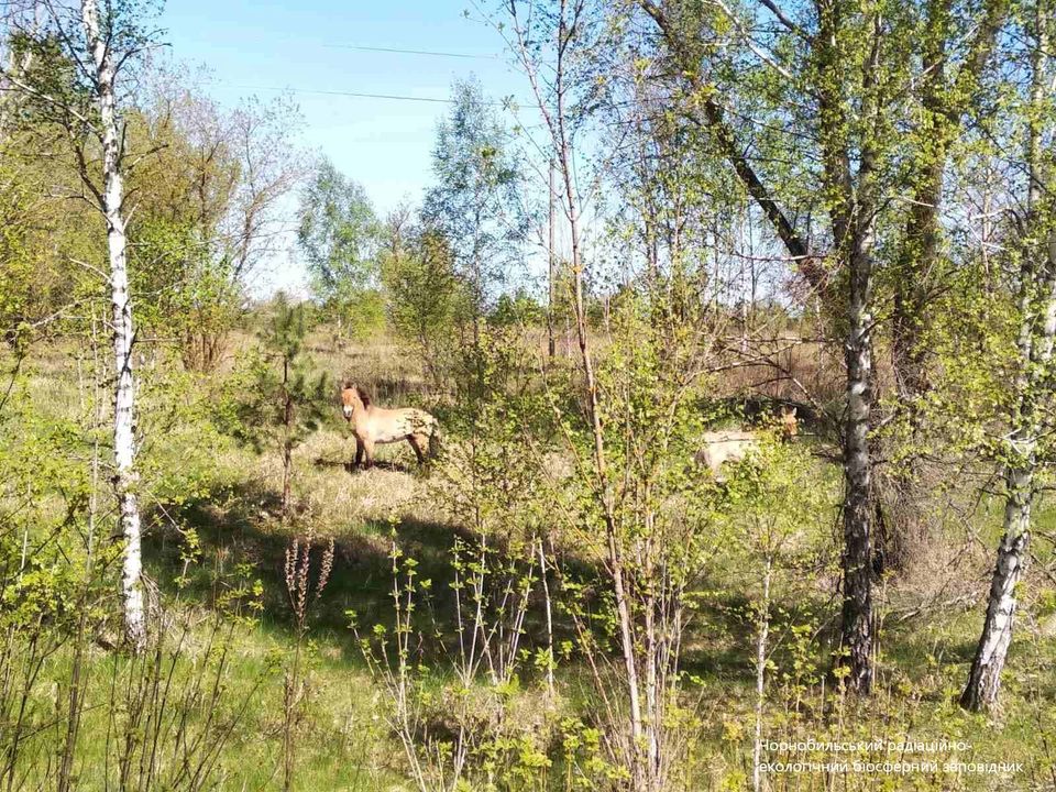 У Чорнобилі показали перші фото красенів-тварин після окупації