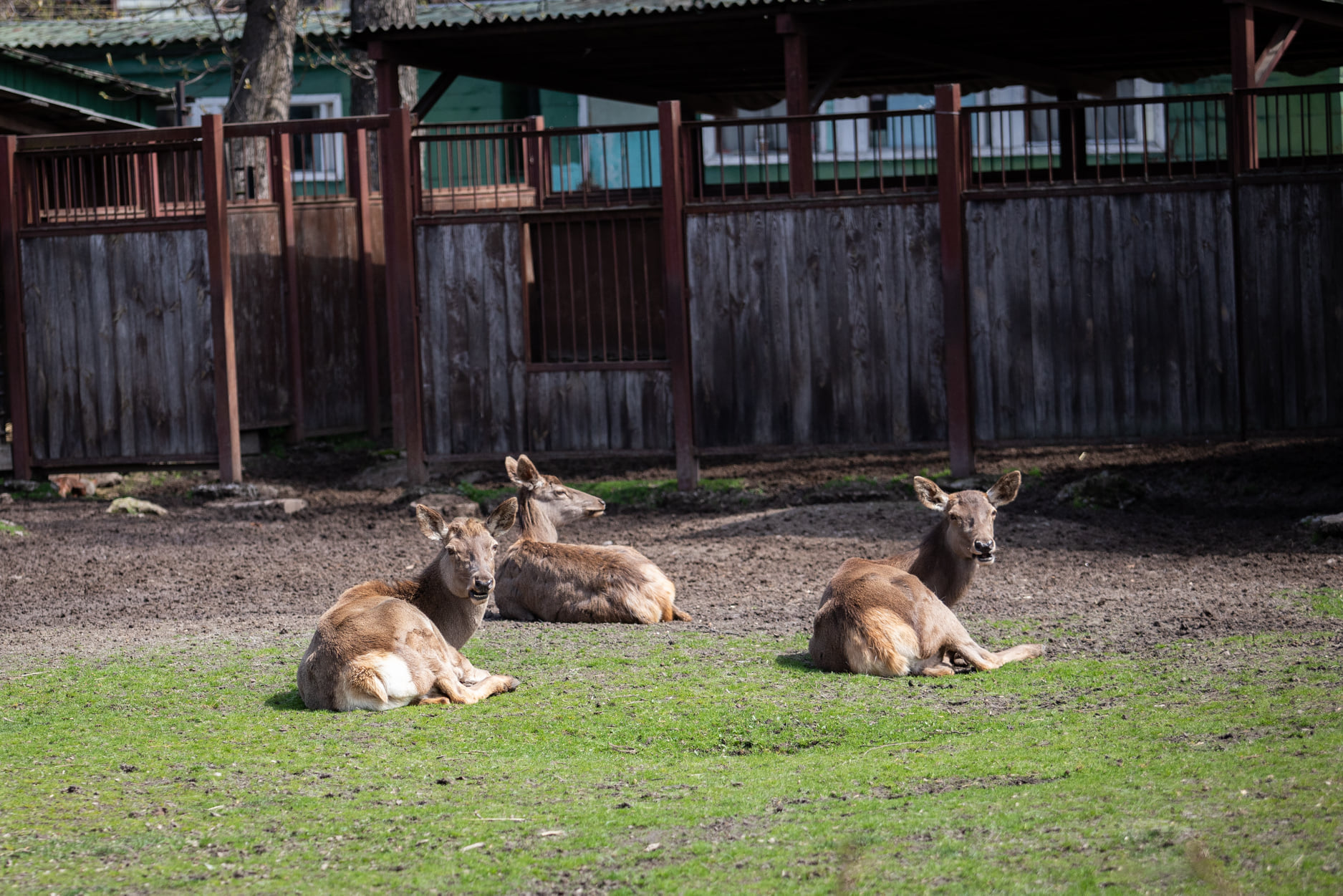 Киевский зоопарк принял беженцев из других зверинцев Украины: невероятно милые фото
