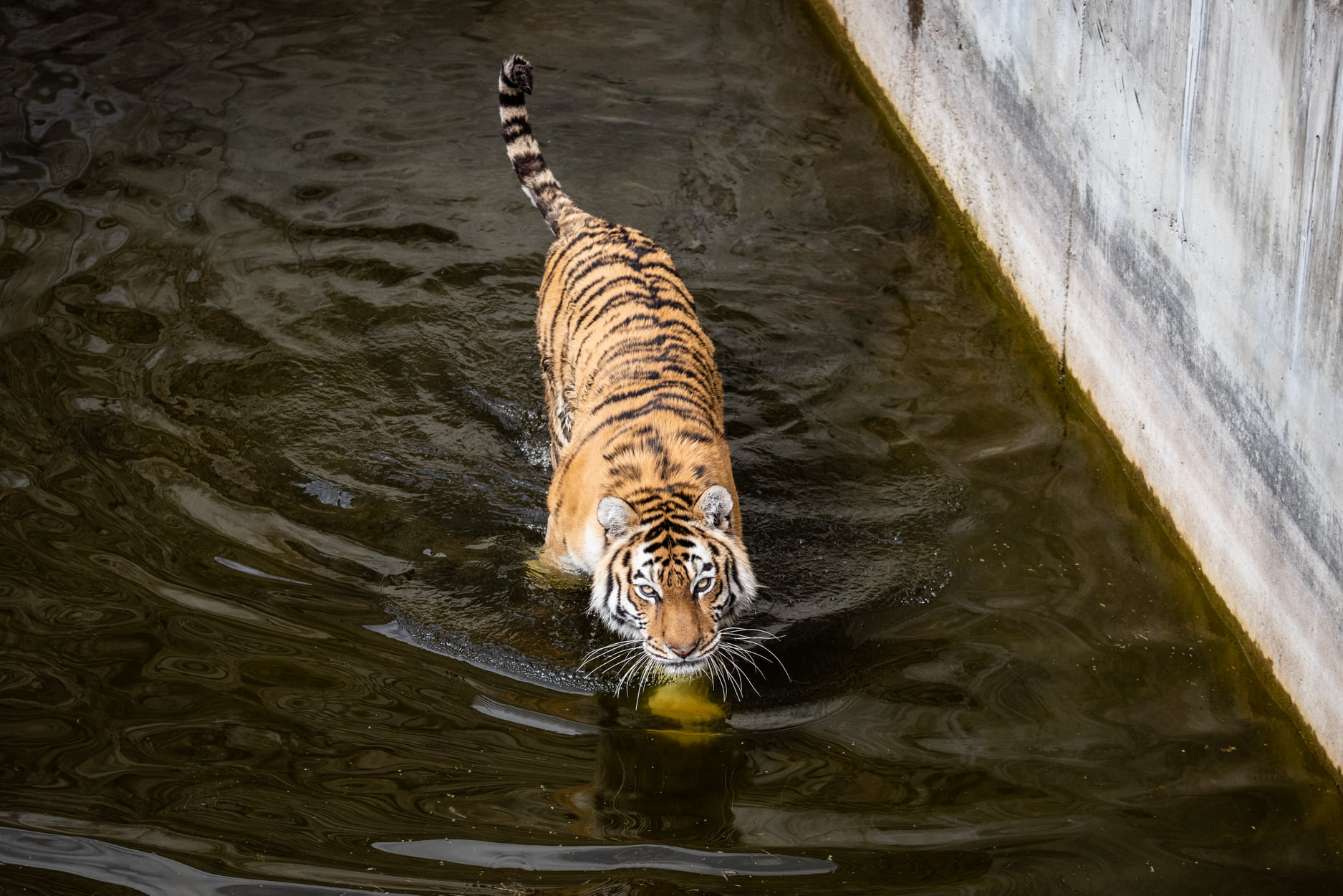 Киевский зоопарк принял беженцев из других зверинцев Украины: невероятно милые фото