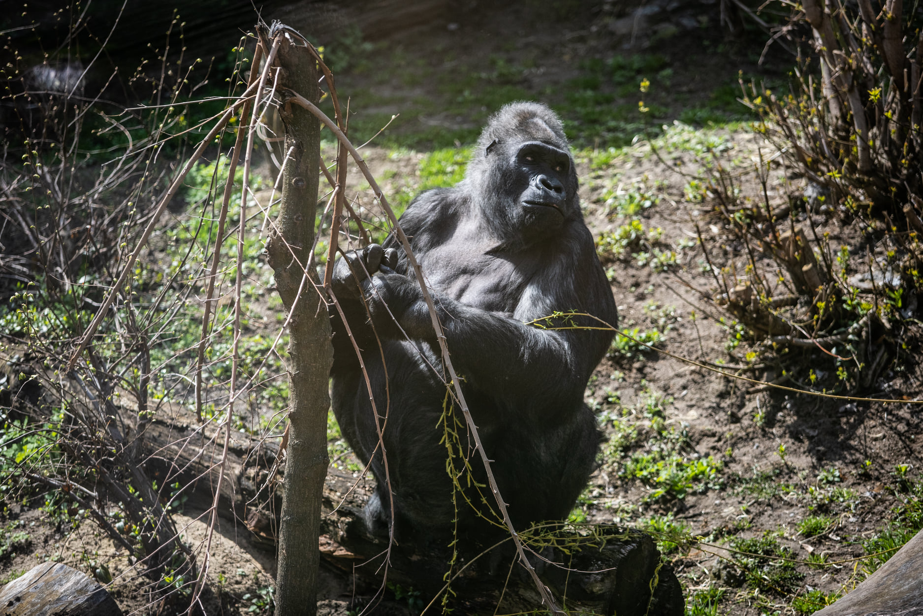 Киевский зоопарк принял беженцев из других зверинцев Украины: невероятно милые фото