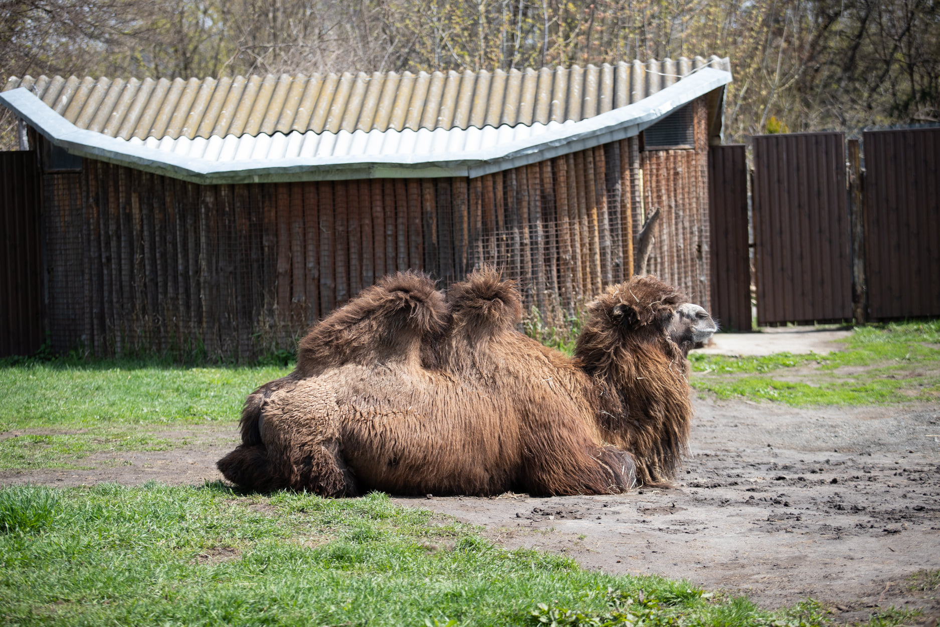 Киевский зоопарк принял беженцев из других зверинцев Украины: невероятно милые фото