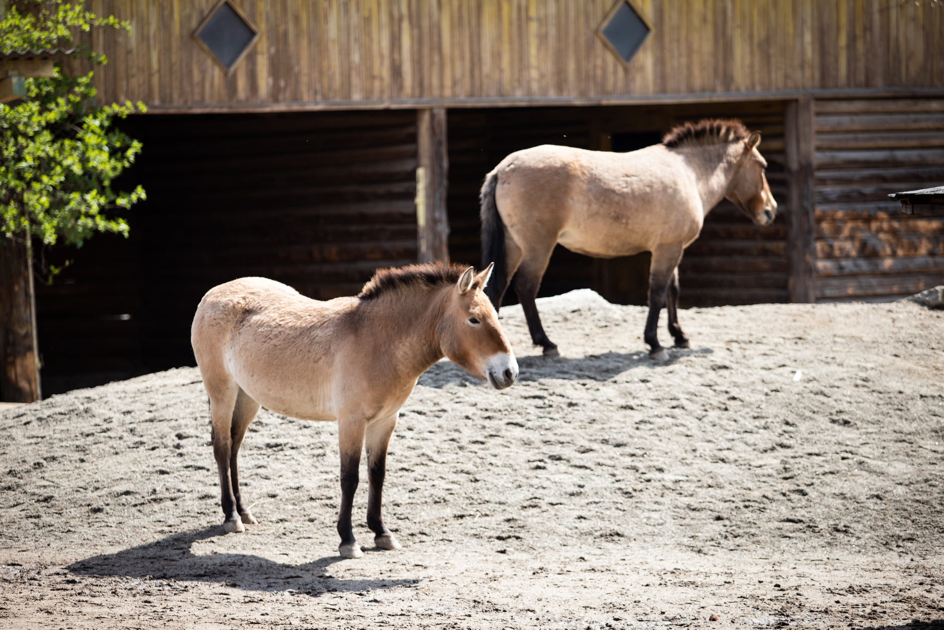 Киевский зоопарк принял беженцев из других зверинцев Украины: невероятно милые фото